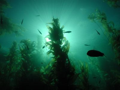 u40/baja_traveler/medium/25952043.KelpForestI.jpg