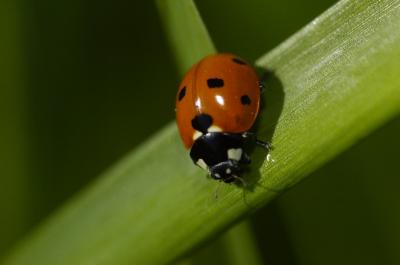 u40/baja_traveler/medium/25977407.Ladybug.jpg