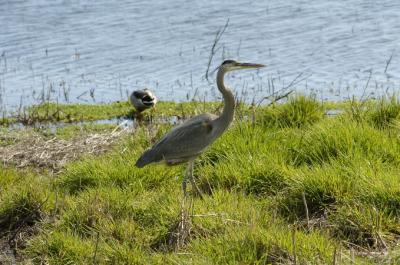 u40/baja_traveler/medium/26176682.BlueHeron.jpg