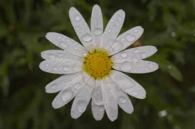u40/baja_traveler/medium/26295204.Daisy.jpg