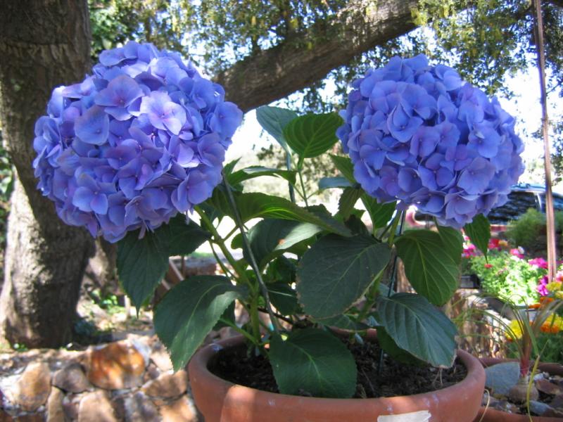 Purple flowers in Baja