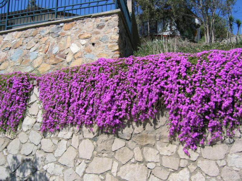 Nice flowered wall in the town of Tecate