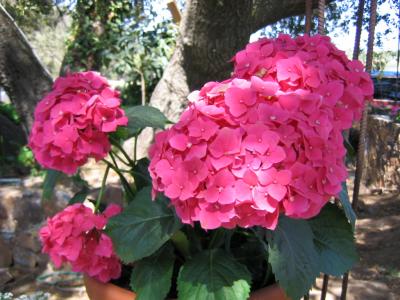 Strawberry colored flowers in Baja