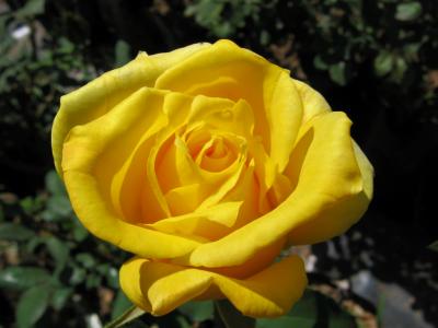 The Yellow Rose of Baja!