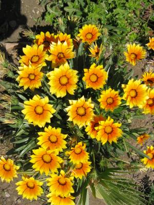 Some wild flowers in Baja