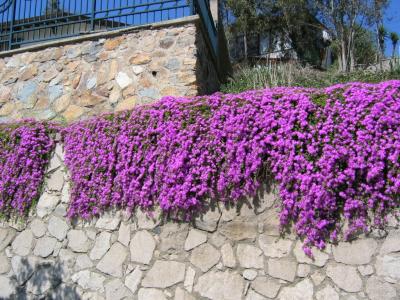 Nice flowered wall in the town of Tecate