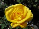 The Yellow Rose of Baja!