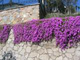 Nice flowered wall in the town of Tecate