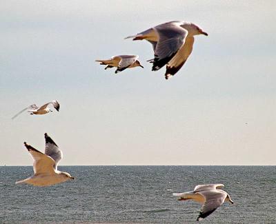 gullsinseaflightDSC02076.jpg