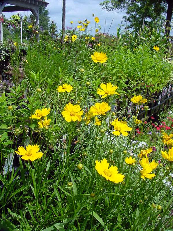 Coreopsis1