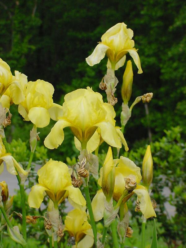 Yellow bearded irises