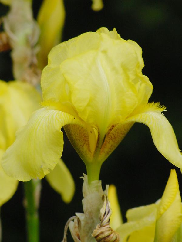 Yellow bearded iris