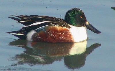 Northern Shoveler 156_5648 A.jpg