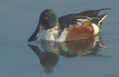 Northern Shoveler 156_5650 pbase 2-18-04.jpg