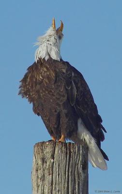 Bald Eagle 157_5751_filtered pbase 2-23-04.jpg
