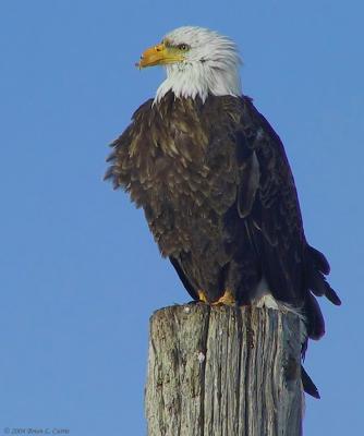 Bald Eagle 157_5757 _filtered pbase 2-23-04.jpg