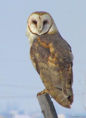 Barn Owls (Tytonidae)