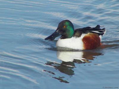 Northern Shoveler 157_5739.jpg