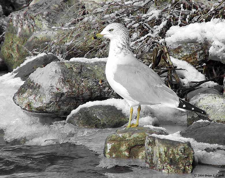 Ring-billed Gull 155_5517  pbase 2-1-04.jpg