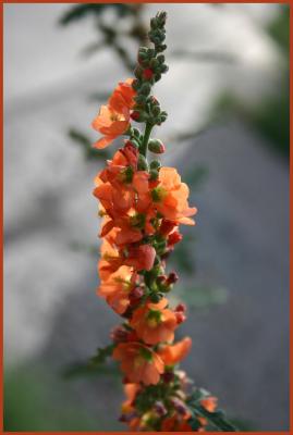 u40/bearpaw/medium/32572256.orange_flower.jpg