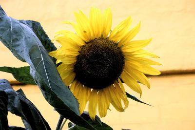 Giant Sunflower