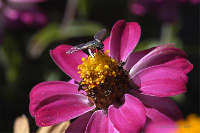 Fly in the Ointment with Sharpening