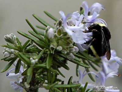 A Buzz Around The Rosemary