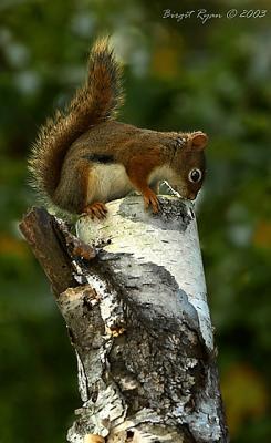 300Day013-1HisFavoriteSp.2jpg