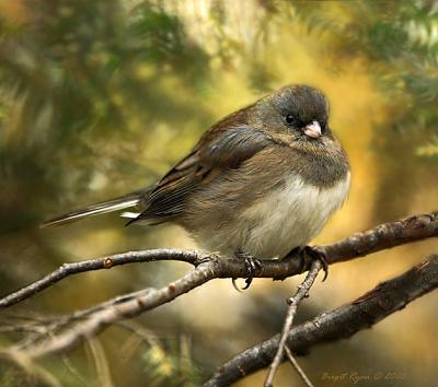 Female Dark Eyed Junco
