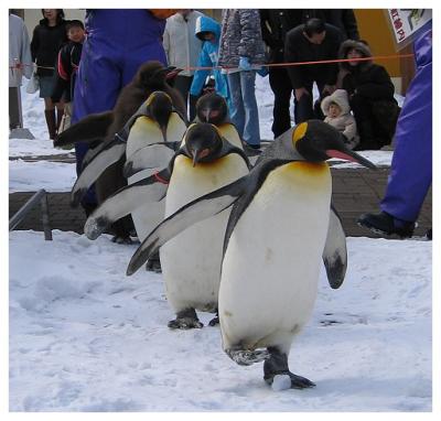Penguin