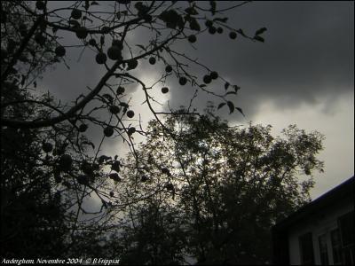 Contre-crépuscule. Auderghem. Novembre 2004.
