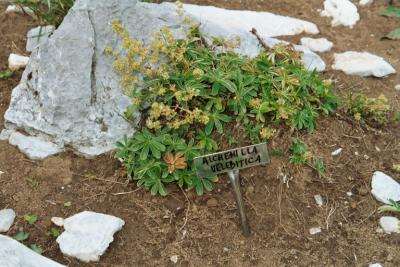 Alchemilla velebitica. Zavizan, Croatie. Août 2002.