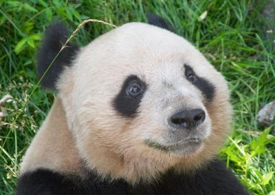 Beijing Zoo Panda Head