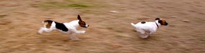 Jack Russells at Play