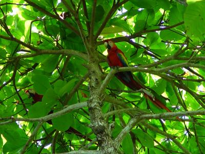 Scarlet Macaws #1
