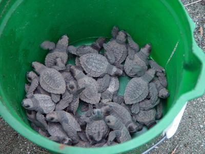 Newly Hatched Turtles #1