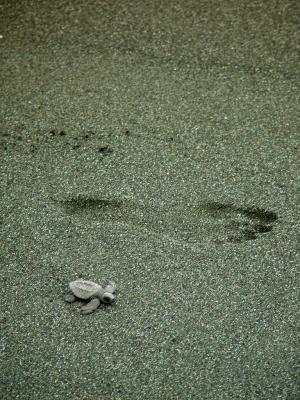 Turtles to the Sea #3