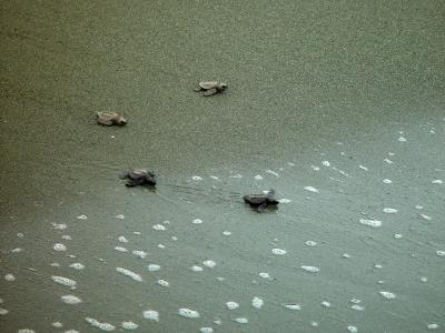 Turtles to the Sea #6