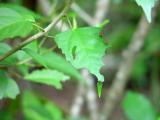 Leaf Cutter Ants #2