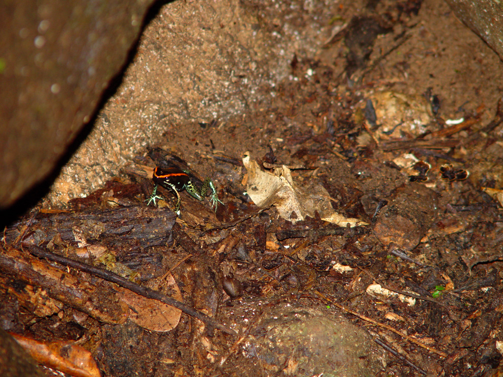 Poison Dart Frog