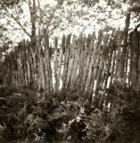 Cedar Fence