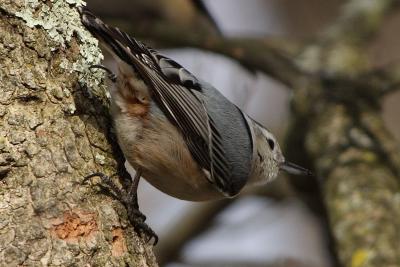 white-breasted nuthatch 010.jpg
