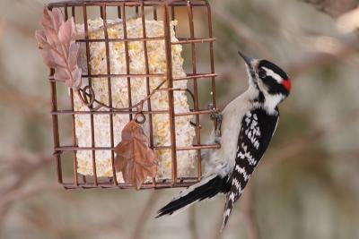 downy woodpecker 005.jpg