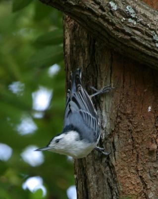 White-breasted Nuthatch