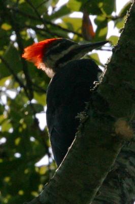 Pileated on Fire