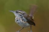 Carolina Wren I