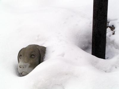 Tombstone_dog