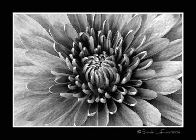 B&W Bloom