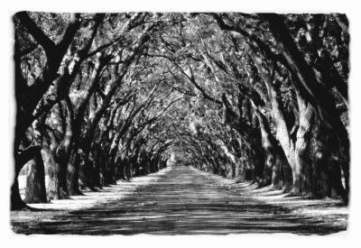 Greenwood Oaks