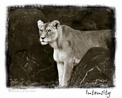 Intensity